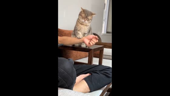 Cat appears to check man's pulse in Guangdong, China