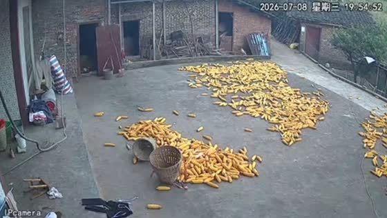 Pig runs through corn-covered yard in Zhejiang, China