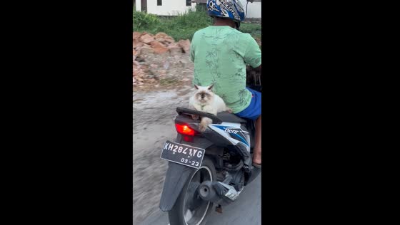 Cat's cool companionship: motorcycle ride in Palangka Raya