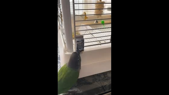 Clever parakeet unlocks its own cage in Chongqing, China