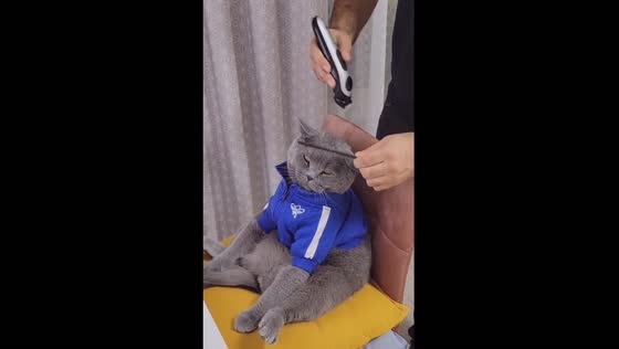 Meet Sky: the well-groomed and trained cat with a personal barber in Moscow