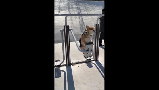Shiba Inu enjoys ride on outdoor exercise machine in Liaoning, China