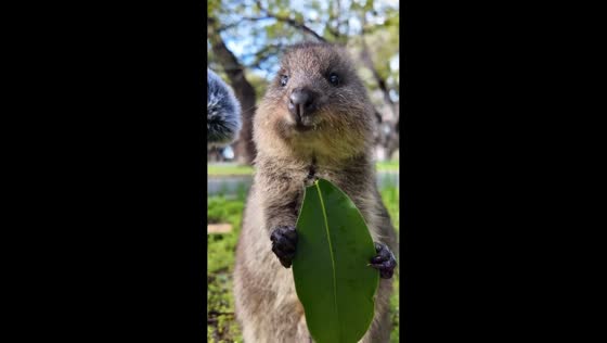 Quokka enjoys leaf snack on Rottnest Island, Australia