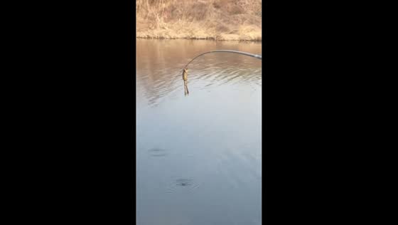 Frog clings to fishing pole during riverside fishing moment in Jiangsu, China
