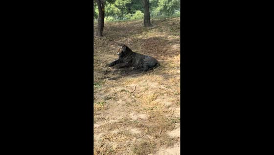 Sloppy tiger resting after rolling in mud in Heilongjiang, China