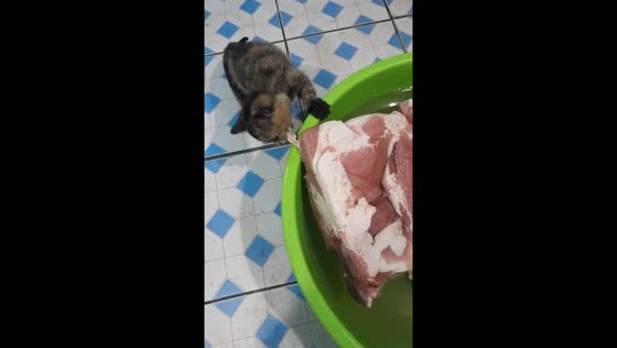 Kitten Marmyzya tries to eat meat in Ivankiv, Ukraine