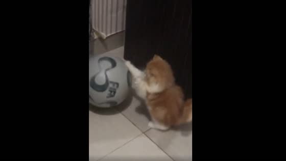 Playful kitten enjoys chasing ball in Banjarmasin, Indonesia