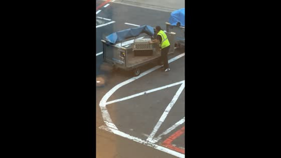 Airport worker carefully handles dog at Amsterdam Airport Schiphol in Amsterdam, Netherlands
