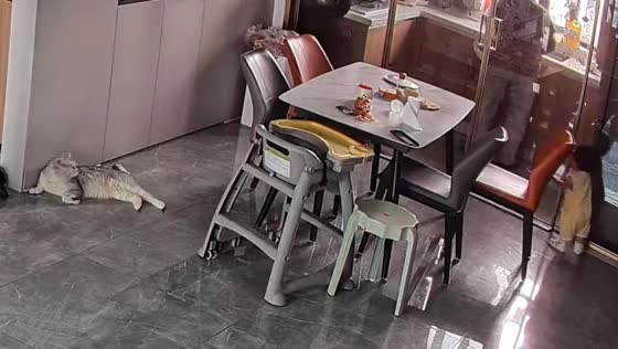 Cat comforts crying toddler inside home in Anhui, China