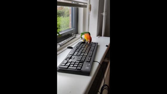 Caique mischief: parrot Pirdas enjoys dismantling keyboard