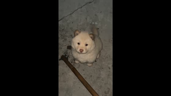 Puppy cries adorably after failed jump in China