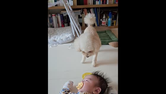Dog tries to play fetch with baby in Wonju-si, South Korea