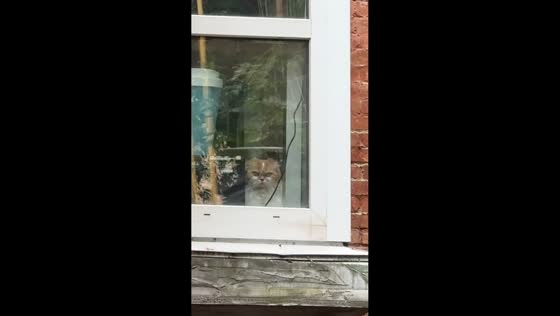 Cats silently face off from opposite windows in Kyiv, Ukraine