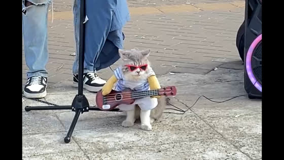 Musician and costumed cat busk on streets of Jakarta