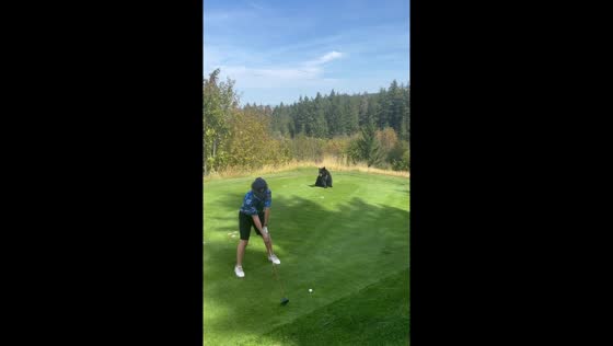 Bear spotted near golfer at The Rise Resort in Vernon, Canada