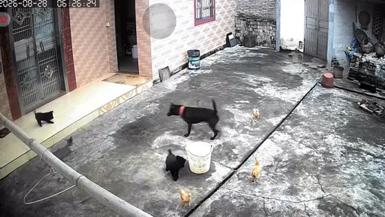 Puppies cause playful chaos with chickens in Guangdong, China