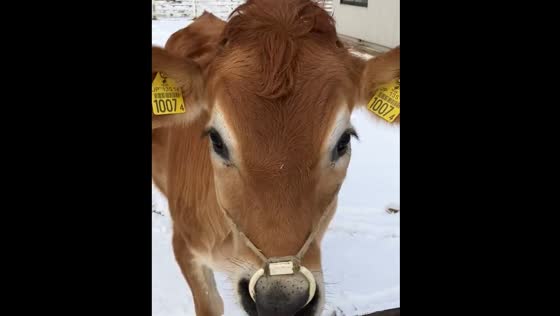 Mitsuo the cow comes running in the snow