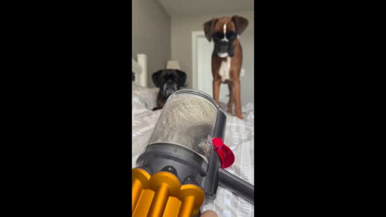 Boxers react to a noisy hand vacuum in Ontario, Canada