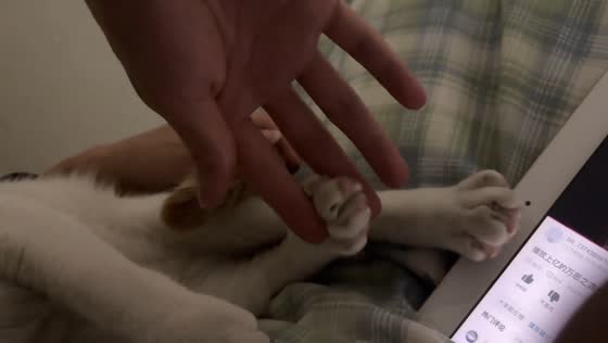 Cat playfully reacts as owner reaches for paw in Guangdong, China