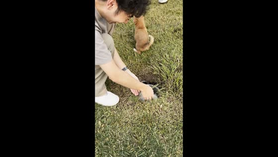 Puppies keep falling into same hole while playing in field in Shandong, China