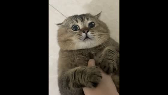 Fluffy cat calmly enjoys playtime before getting up in Chongqing, China