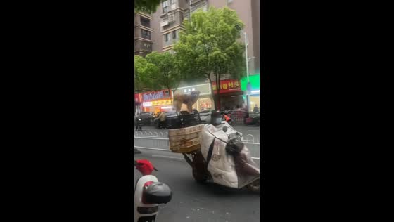 Dog rides calmly on crate atop moving motorcycle in Jiangxi, China