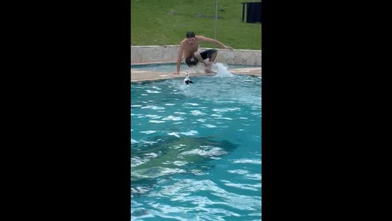 Poolside pursuit: duck chases swimmer in Medellin