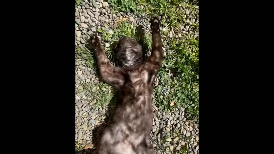 Cat's deep nap startles owner in Valdivia, Chile