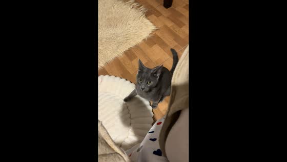 Funny and adorable cat Luna playfully attacks phone and slippers in Romania