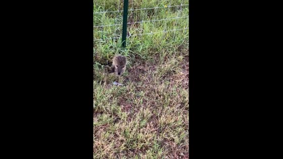 East Texas woman flees in panic as invasive nutria rat approaches