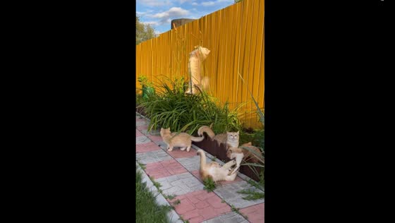 Playful felines in Novosibirsk: cat's grass flower chase with adorable kittens