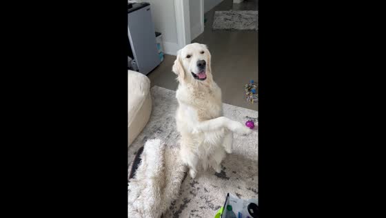Dog demonstrates “pointing” skills in Westport, Connecticut