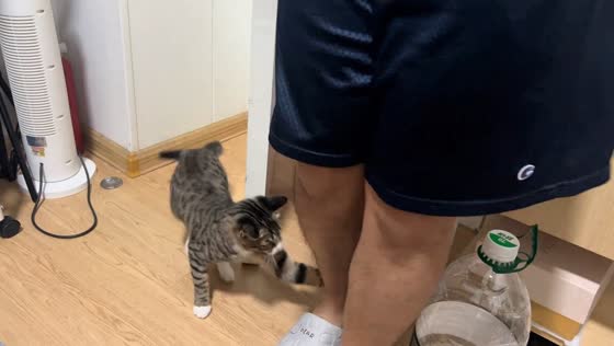 Cat ambushes owner near door in Guangdong, China