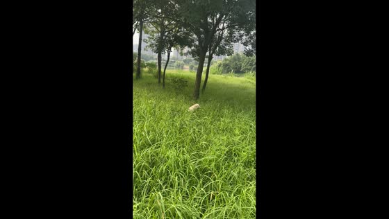 Playful dog hilariously bounces around grassy field in Guangdong, China