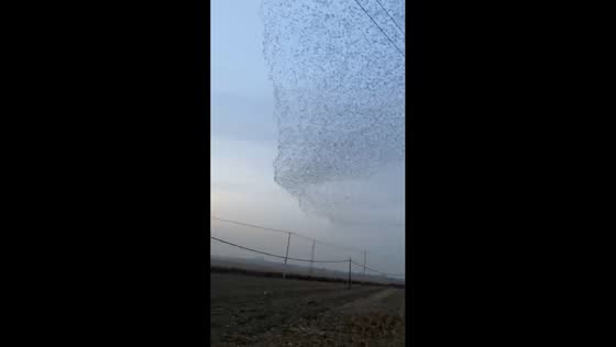 Large flock of birds spotted in the sky over Liaoning, China