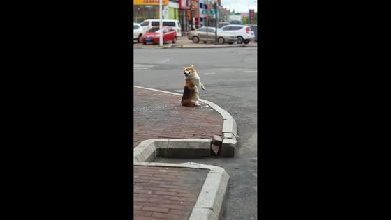 Corgi watches people pass by on a sidewalk in Heilongjiang, China