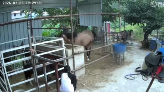 Mischievous horse hilariously dumps feed on farm worker in Shandong, China