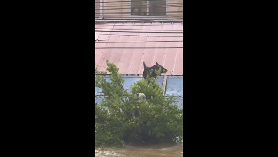 Dogs struggle to survive rising floodwaters during Typhoon Tino in Cebu, Philippines