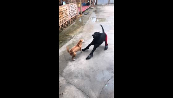 Black dog in high heels teases brown dog in Jiangsu, China