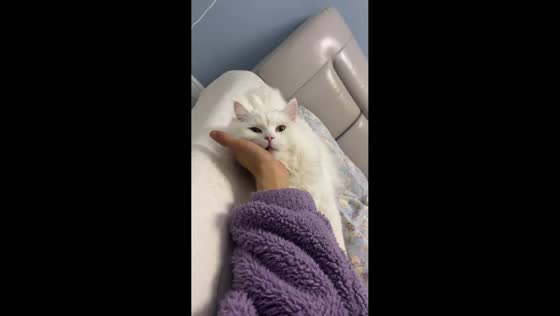 Playful white cat stretches dramatically in Shaanxi, China