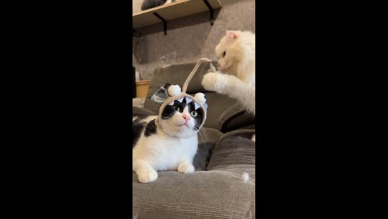 Cats play with head costume in Taiwan