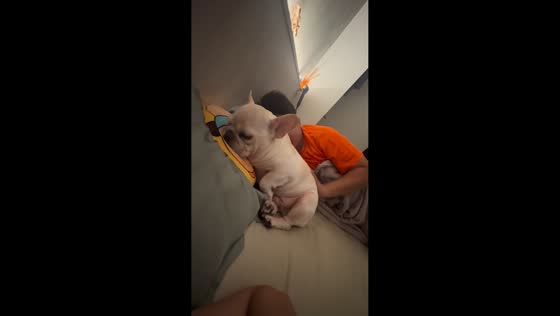 French Bulldog cuddles on pillow in Taipei, Taiwan