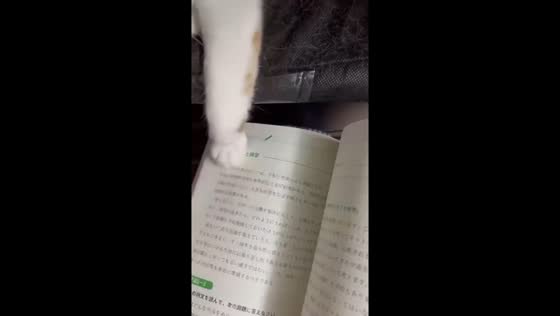 Cat taps every page of a book in Zhejiang, China