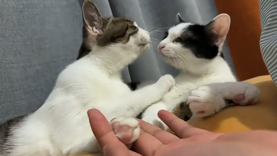 Playful cat interrupts grooming with unexpected tongue bite in Hebei, China