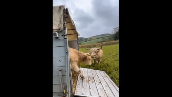 Mobile grazing: cows on the move in Steinthaleben, Germany