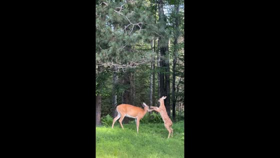 Mother deer stays calm as fawn tries to start a fight in Bemidji, Minnesota, USA