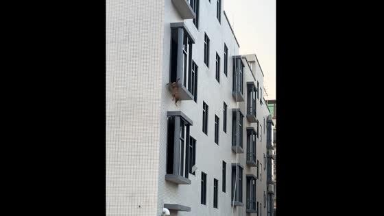 Dog falls from unfinished building in Guangdong province, China
