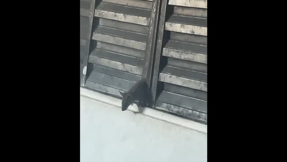 Mouse unexpectedly emerges from bedroom window in Diadema