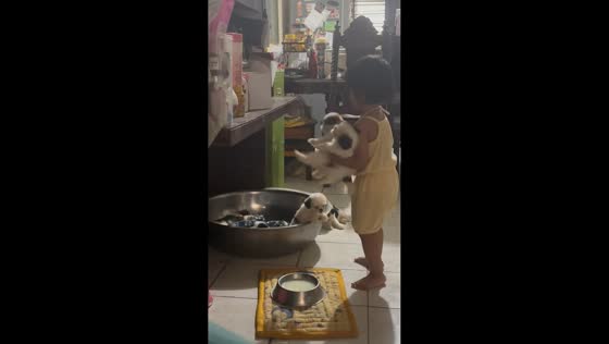 Adorable toddler returning puppies to their tub in Quezon City, Philippines
