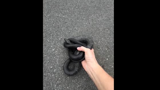 Rescue of harmless eastern ratsnake in Powhatan, Virginia